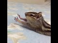 bikke slowmotion streeeetch‼︎おててプルプル〜 chipmunk cuteoverload シマリス ビッケまんじゅう bikke the cheek slo