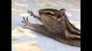 #Bikke Slowmotion streeeetch‼︎おててプルプル〜#chipmunk #cuteoverload #シマリス #ビッケまんじゅう #bikke the cheek #slo