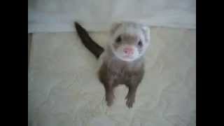 【フェレット】おもちゃを奪われた時のリアクション　Reaction when his hoby are taken away.  Ferret