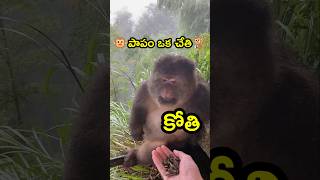 🐵పాపం ఒక చేతి కోతి🐒 #youtubeshorts #shorsfeed #savelife #saveanimals