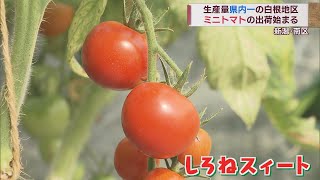 甘く育ったミニトマト 県内一の産地・新潟市南区白根地区で出荷始まる　スーパーJにいがた5月15日OA