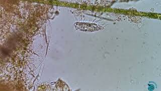 Ciliates Euplotes