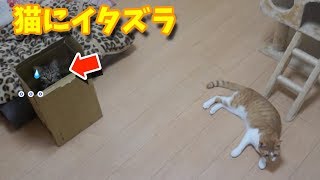 猫にダンボールでイタズラしてみたら・・ｗ【すずとコテツ】