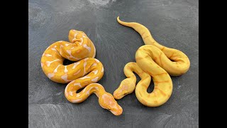 Incredible Lavender Albino Ball Python combos and more hatchlings from the 2020 season!