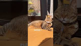 おはようございます☀〜もう春ですね🌸ポカポカで眠くなってる猫#猫動画 #ねこ #shortsvideo #shorts #short