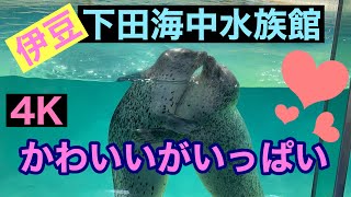 かわいいがいっぱい　伊豆　下田海中水族館