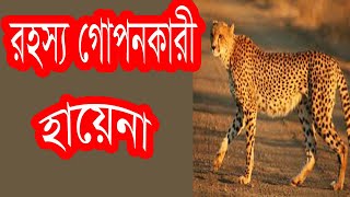 চিতা বাঘ স্বপ্নে দেখলে কি হয় ?What happens when you see a cheetah in a dream?