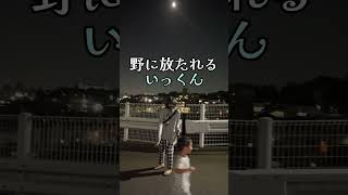 〖歳の差姉弟〗高３姉 4歳弟 お月見散歩🐥ほぼ月見てないけどw