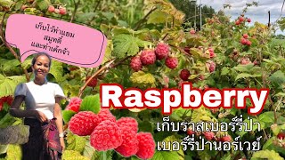 ราสเบอร์รี่ป่า #Raspberry เก็บผลไม้ป่านอร์เวย์🇳🇴 เก็บไว้กินตลอดปีจ้า