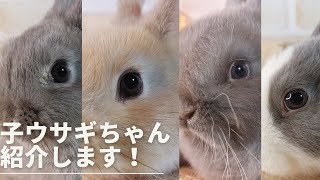 【うさぎ専門店monLapin】卯年最初にやってきた子ウサギちゃん達です！