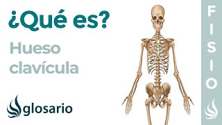 Hueso CLAVÍCULA | Qué es, dónde se encuentra,  por qué duele, cuánto tarda en sanar una fractura