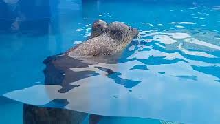 四国水族館　ゴマフアザラシ　あかりちゃんとほおずきちゃん　かわいいです😍