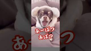 あーぱつあぱつ🎶流行りのAPT.を歌うココさん　#shorts #apt #犬# ペット#チワワ #ちわわ