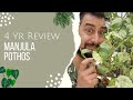 Manjula Pothos Review | 4 Years Later | Is the Manjula Epipremnum worth the hype?