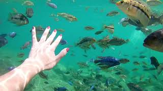 Amazing snorkeling place- Lake Malawi