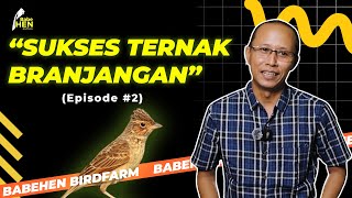 SETINGAN kandang Branjangan sistem Poligami : Pro dan Kontra | Cara ternak Branjangan Eps.2