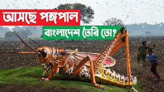 আসছে ভয়ঙ্কর পঙ্গপাল, বাংলাদেশ তৈরি তো? যে ক্ষতি করবে এরা !! Locust Swarm Facts In Bangla