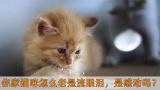 你家猫咪怎么老是流眼泪，是感动吗？来看看原因都在这里！