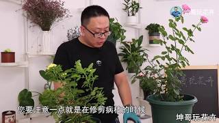 立秋之後的月季傷痕累累，幫牠們減輕一下負擔，秋天再來一波花 【坤哥玩花卉】