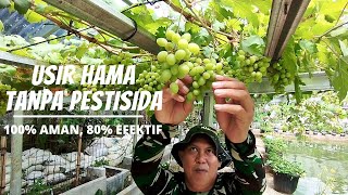 Cegah Tangkal Hama Serangga Dengan Aman dan Efektif Tanpa Pestisida Pabrikan.