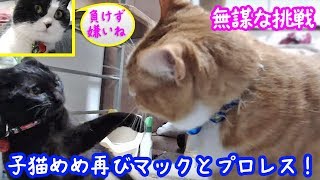 ＜2匹の猫通信＞ハッチとマックの「ほっこりライブ」子猫めめ再びマックとプロレス！無謀な挑戦！2019 02 20　- Cat Live Stream in Japan - Cat Life TV