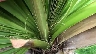 Sabal palmetto  update growing in Canada