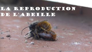 Reproduction de l'abeille