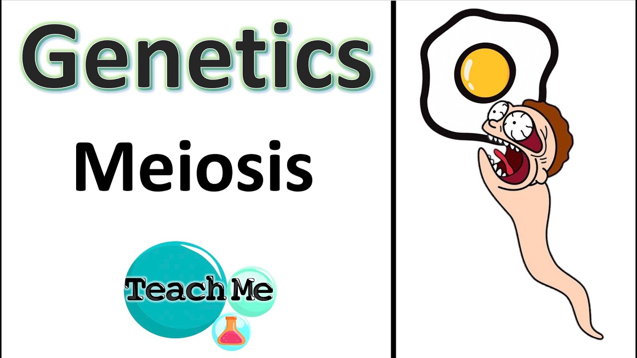 (3.3) - Meiosis - (IB Biology) - TeachMe - YouTube