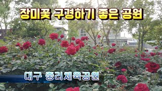 다양한 장미꽃이 아름답게 피던 대구 가볼만한곳 중리체육공원