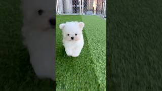 日本生まれの韓国ミニビションくん🇰🇷🇯🇵子犬から育てられる韓国ミニビションをお迎えできるのは日本ではまだほとんどありません可愛い韓国ミニビションをパピーから育ててみませんか？