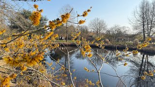 День открытых дверей в Парке садов 🌱Зимнее цветение - Гамамелис, Морозник 🌱 Зимняя флористика 🌱