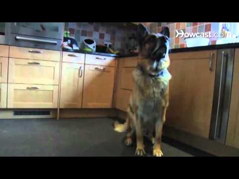 How to Prepare Your Dog for Guard Dog Training How to Prepare Your Dog for Guard Dog Training
