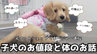 【犬７頭と暮らすおっさん】犬の値段が違うのはなぜ？欠点って？