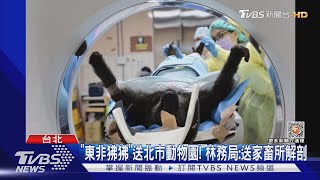 「東非狒狒」送北市動物園! 林務局:送家畜所解剖｜TVBS新聞@TVBSNEWS01