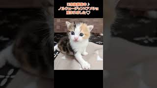 ノルウェージャン×アメショが産まれました💕🐈横浜 子猫専門ブリーダー「律子の部屋」 #shorts #アメリカンショートヘア #猫のいる暮らし #ノルウェージャン