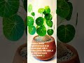 STEPHENIA ERECTA 🌿| INDOOR PLANT | STEPHENIA PLANT | #viral #trending #shorts #ytshorts #reels