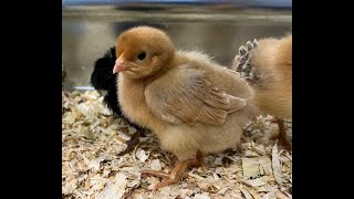 Chicken Chick Communication - How To Listen For Stress Or Danger