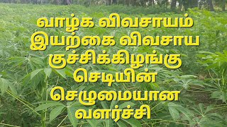 வாழ்க விவசாயம் இயற்கை விவசாய குச்சிக்கிழங்கு செடியின் செழுமையான வளர்ச்சி