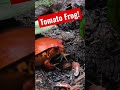 番茄蛙怎麼跟麻糬一樣！吃完扭動的全身 青蛙爸爸 pet tomato frog