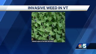 Invasive weed located in Vermont