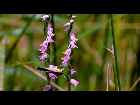 A Wild Orchid Weed of Southern Japan, Spiranthes sinensis A Wild Orchid Weed of Southern Japan, Spiranthes sinensis
