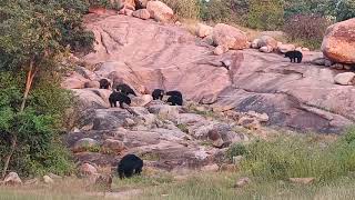 Hampi Daroji Bear Sanctury