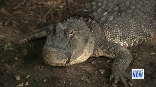 Gator Sightings: What to do if you find one near your home
