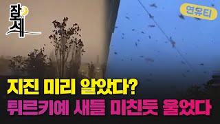 [잠못세] 지진 미리 알았다?...튀르키예 새들 미친듯 울었다