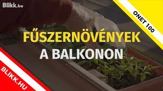 Fűszernövények a balkonon - kertészkedés kert nélkül