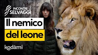 Il leone si estinguerà? Ecco chi è il suo vero nemico