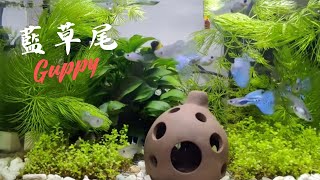 ＜水族趣＞藍草尾｜品系孔雀魚｜Blue Grass Guppy｜Poecilia reticulata 2022/02/02