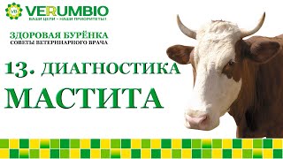 Диагностика мастита у коров