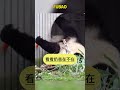 福宝真是个机灵鬼，不想吃胡萝卜也要假装吃 #panda #pandafushun #cute #adorablepanda #animals #cutepanda #pandalove #funny