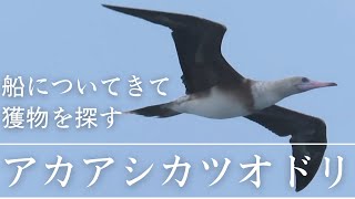 【野鳥観察】船についてきて獲物を探すアカアシカツオドリ (八丈航路)